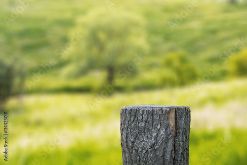 Stump on natural background
