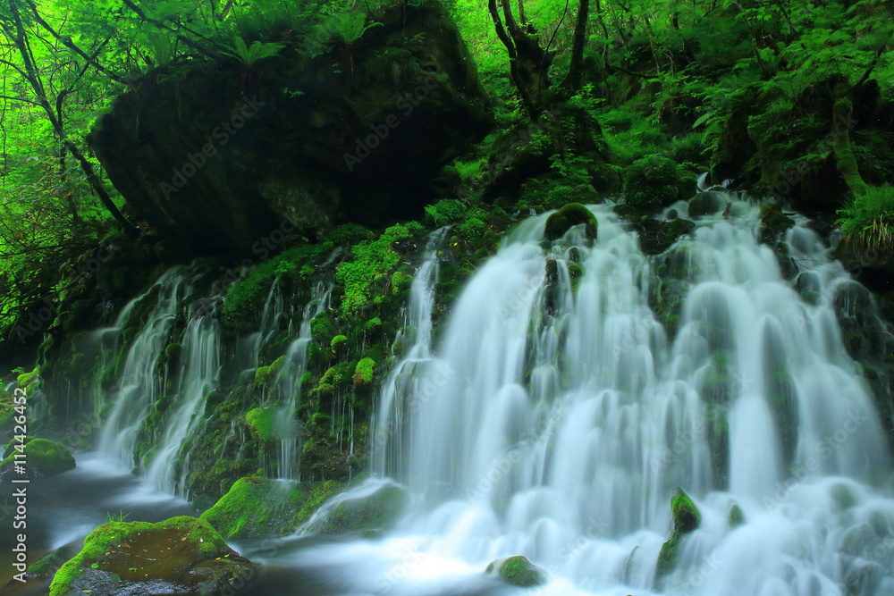 Fototapeta premium 夏の元滝伏流水
