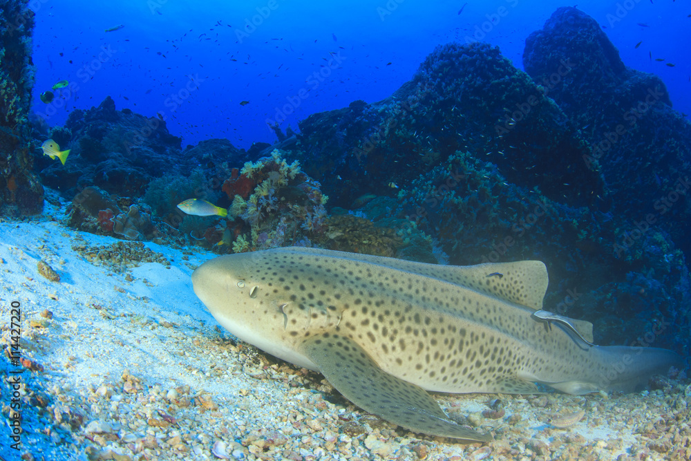 Obraz premium Leopard Shark (Zebra Shark)