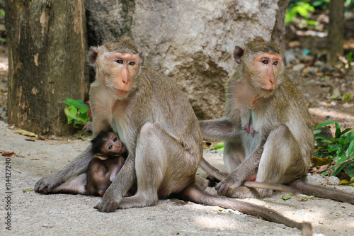 Lovely monkeys,  funny monkey © saelim