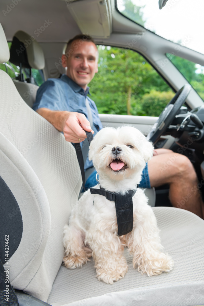 Dog traveling in a car Dog traveling in a car