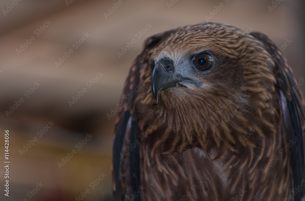 Fototapeta premium Black kite