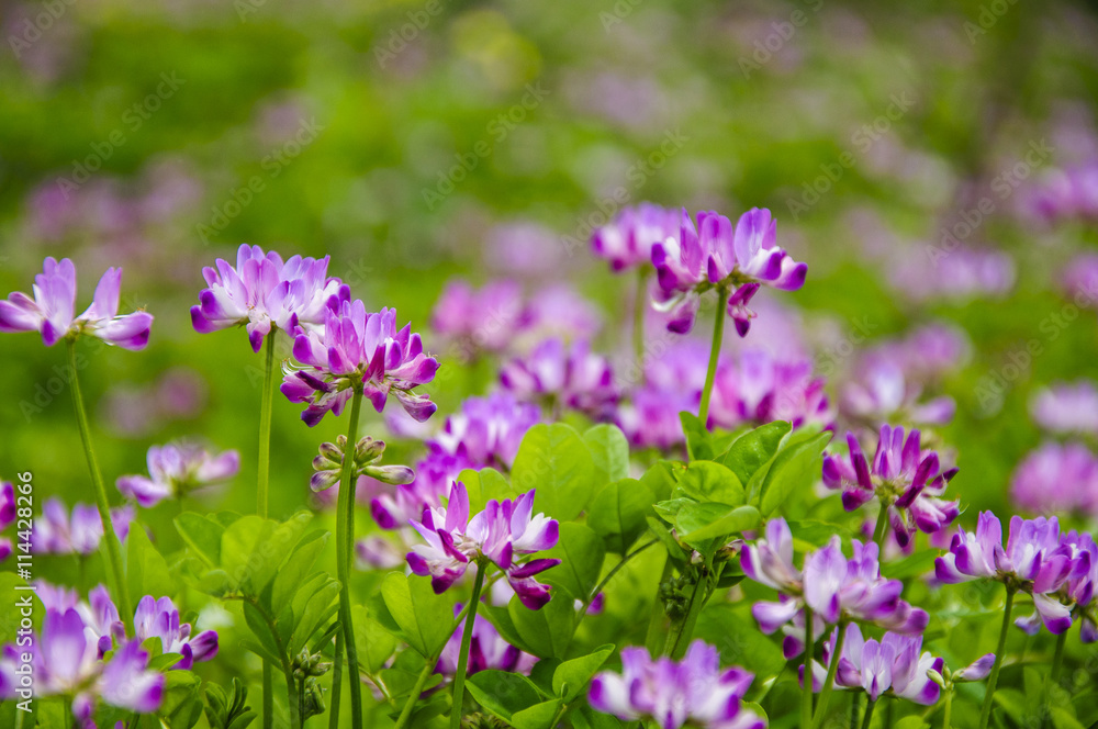 Beautiful blossoming astragalus flowers in spring Beautiful blossoming astragalus flowers in spring