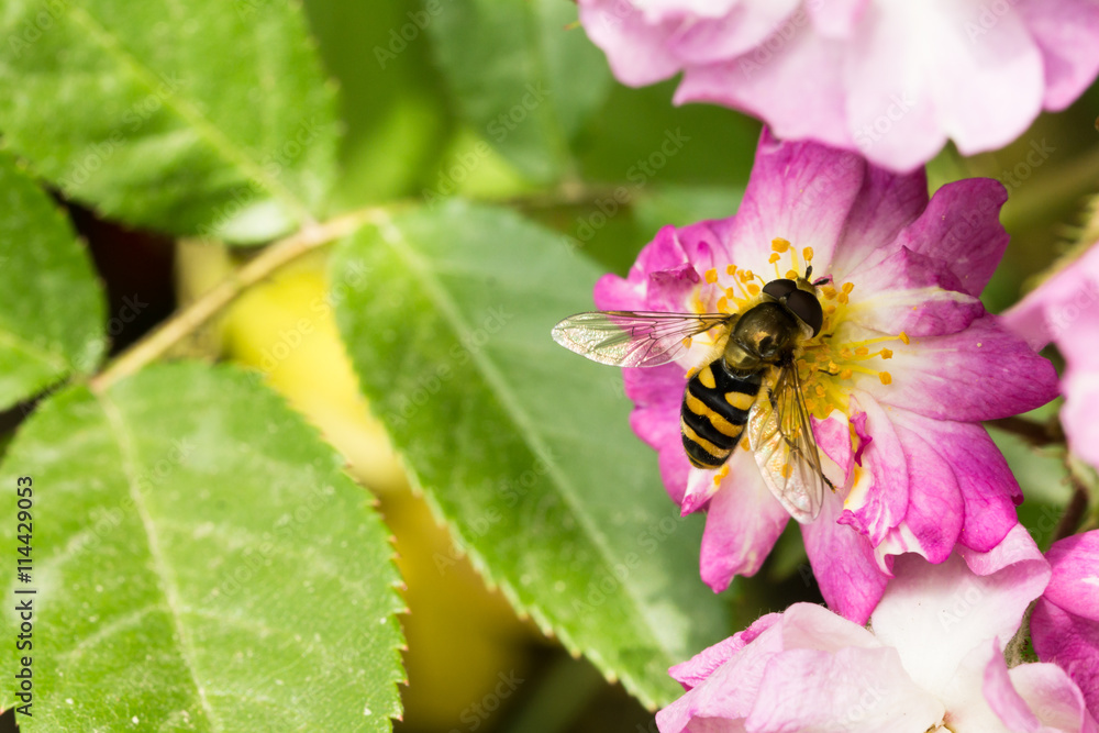 公園の薔薇とアブ 公園の薔薇とアブ