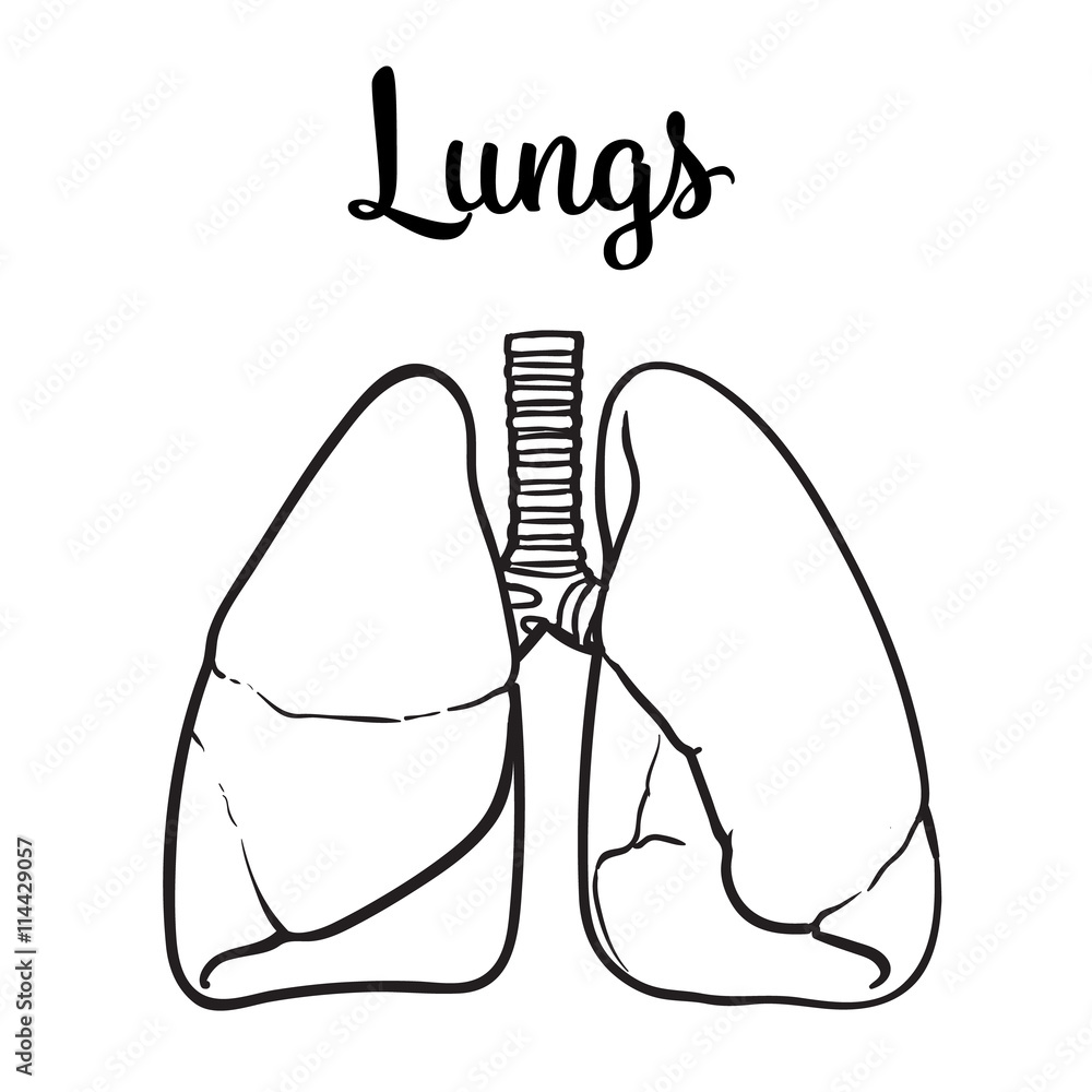 How to draw Lungs diagram  Science drawing Biology diagrams Medical  school essentials