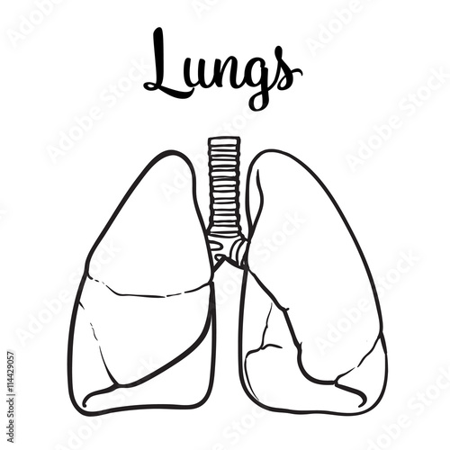 Sketch the lungs, vector sketch hand-drawn illustration isolated on white background, realistic sketch human red beautiful healthy lungs, the lungs of a healthy person clean