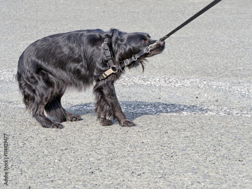 Cuadro en lienzo Dog not keen on seeing vet, veterinarian. Refusing, resisting.
