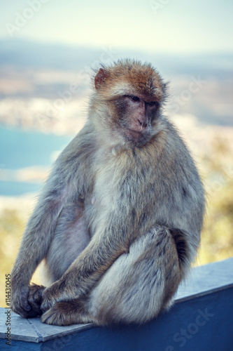 Monkey in Gibraltar. © tbralnina