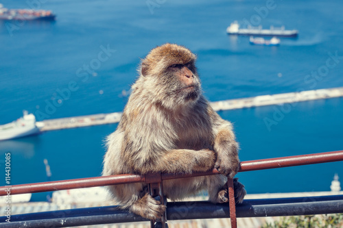 Monkey in Gibraltar. © tbralnina