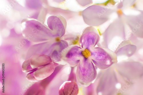 Flowers of lilac macro