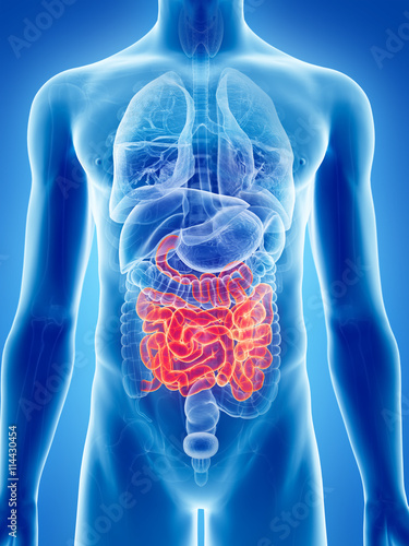 3d rendered, medically accurate illustration of the small intestine
