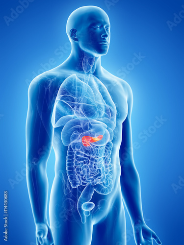 3d rendered, medically accurate illustration of the pancreas