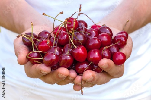 Man's hands full of freshly sweet cherries © siaivo