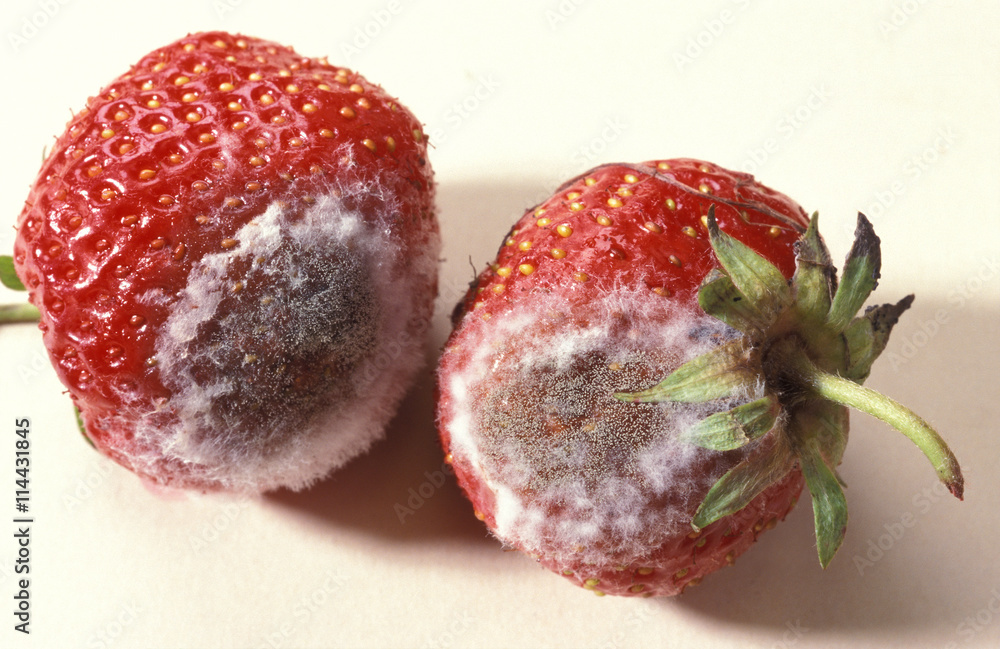 Gray mold on strawberry / Botrytis cinerea / Botryotinia - obrazy, fototapety, plakaty 