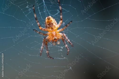 Orb-weaver spider on the web macro 