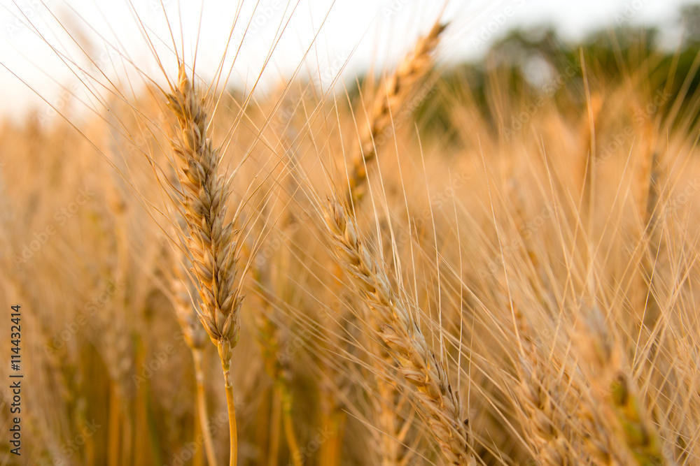 Fototapeta premium Ears of golden wheat on the field close up. Beautiful Nature Sunset Landscape. Rural Scenery under Shining Sunlight. Rich harvest Concept