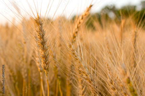 Ears of golden wheat on the field close up. Beautiful Nature Sunset Landscape. Rural Scenery under Shining Sunlight. Rich harvest Concept