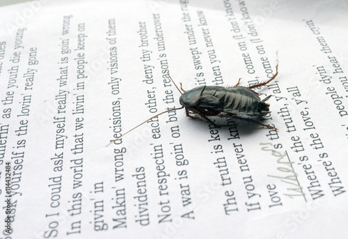 Big black cockroach on the sheet of paper