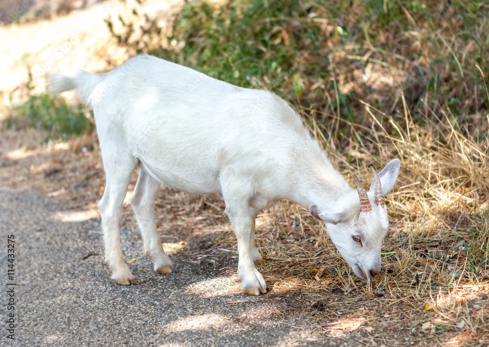 Little white goat eating wet grass. Little white goat eating wet grass.