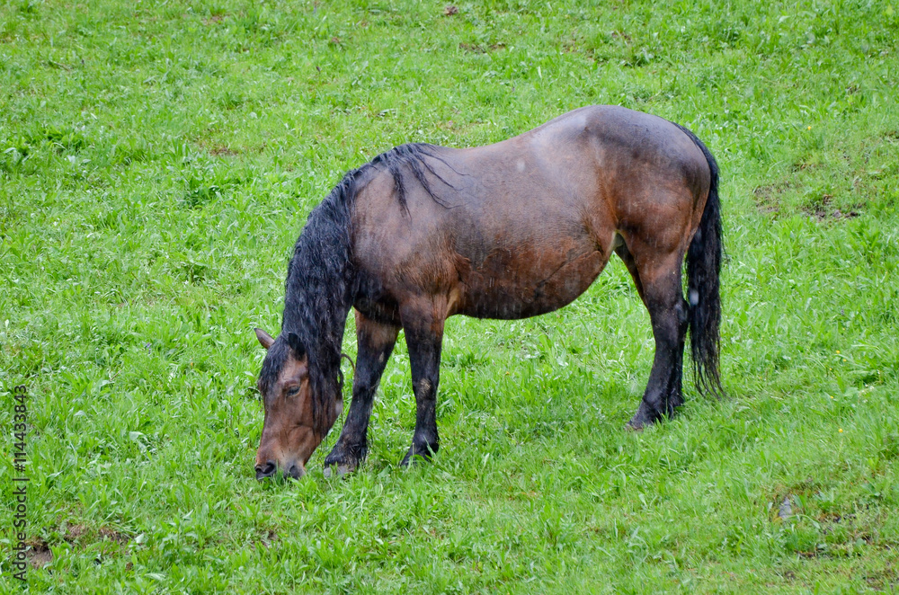 Horse in pasturing and eating grass in the rain Horse in pasturing and eating grass in the rain