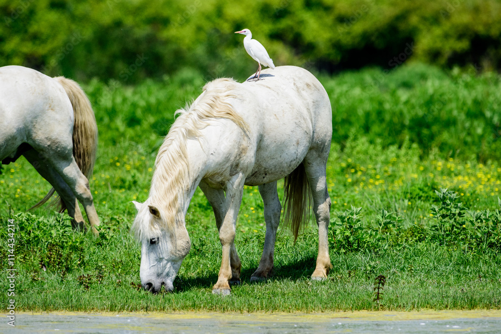 Fototapeta premium Cavalli allo stato brado