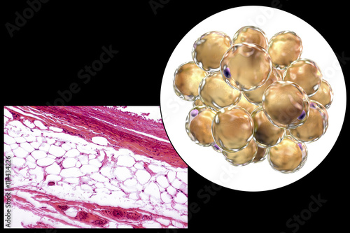 White adipose tissue, light micrograph and 3D illustration, hematoxilin and eosin staining, magnification 100x. Fat cells (adipocytes) have large lipid droplet which remains unstained photo