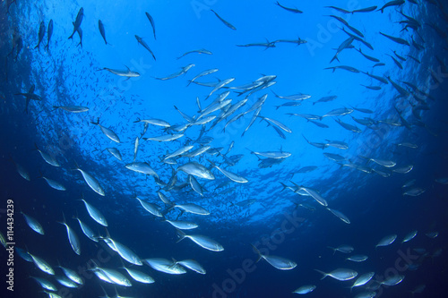 Tuna fish in ocean