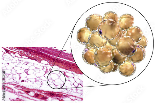 White adipose tissue (fat cells), light micrograph and 3D illustration, hematoxilin and eosin staining, magnification 100x. Fat cells (adipocytes) have large lipid droplet which remains unstained photo