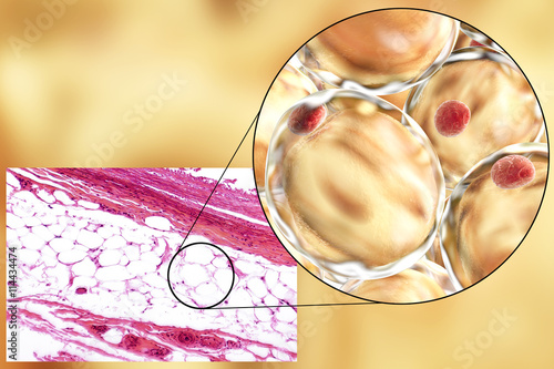 White adipose tissue (fat cells), light micrograph and 3D illustration, hematoxilin and eosin staining, magnification 100x. Fat cells (adipocytes) have large lipid droplet which remains unstained photo