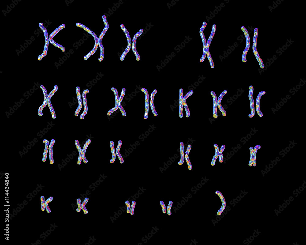 Turner’s-syndrome karyotype, unlabeled. X0 karyotype. 3D illustration