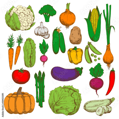 Healthy and juicy fresh vegetables sketch symbol