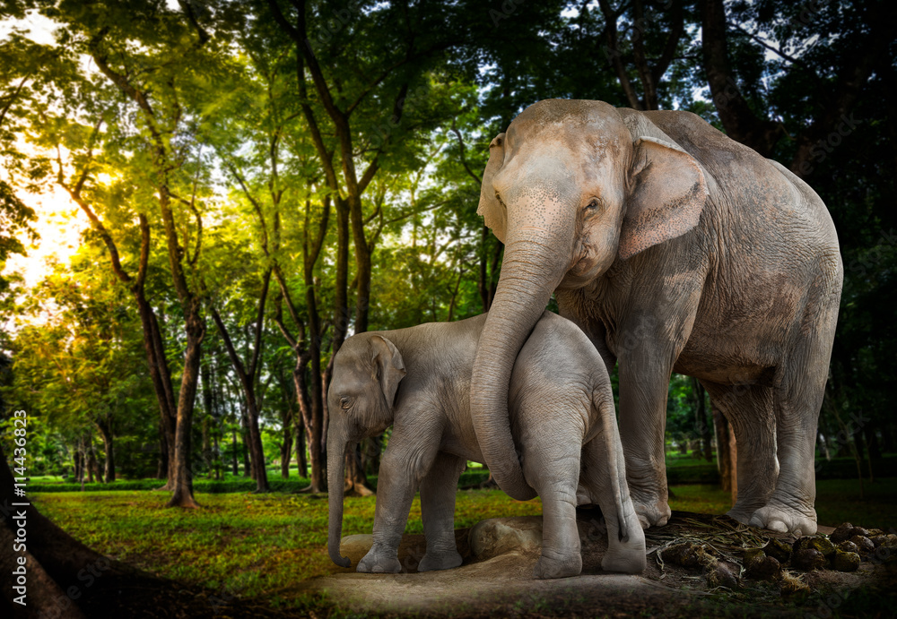 Fototapeta premium The elephant family in forest