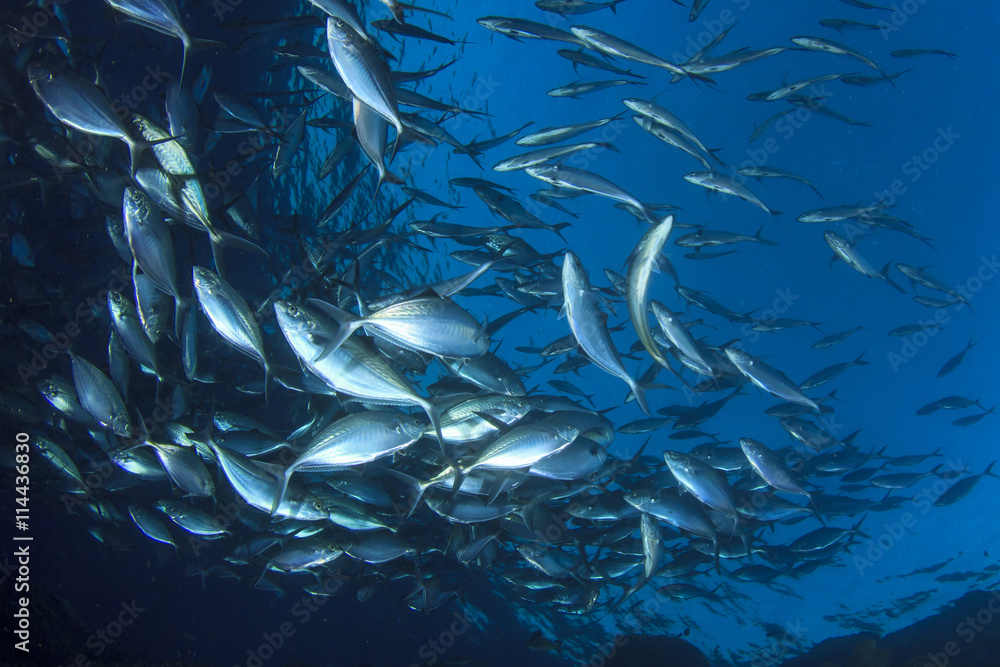 Obraz premium Tuna fish in ocean