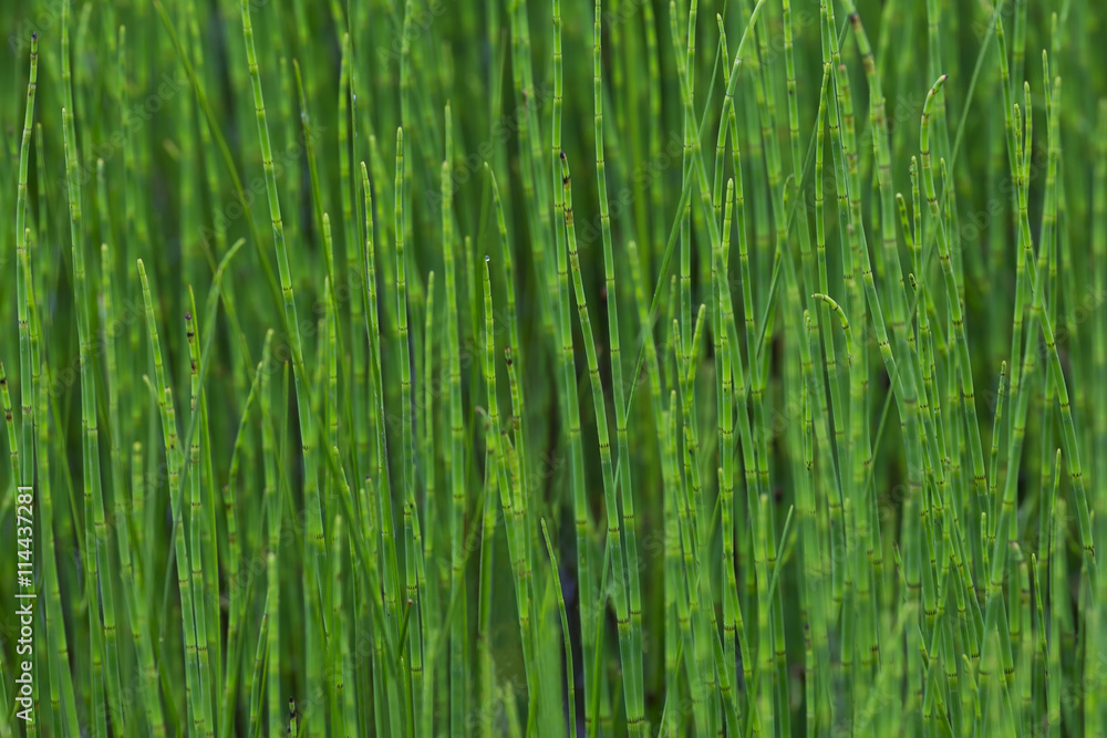 Naklejka premium jasnozielony skrzyp