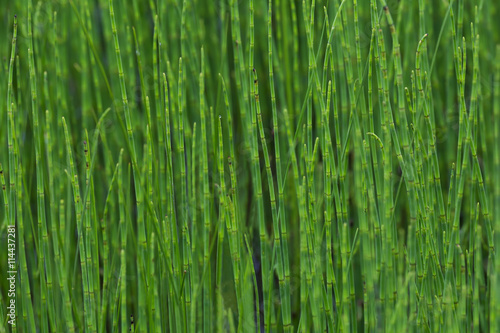 brightness green horsetail photo