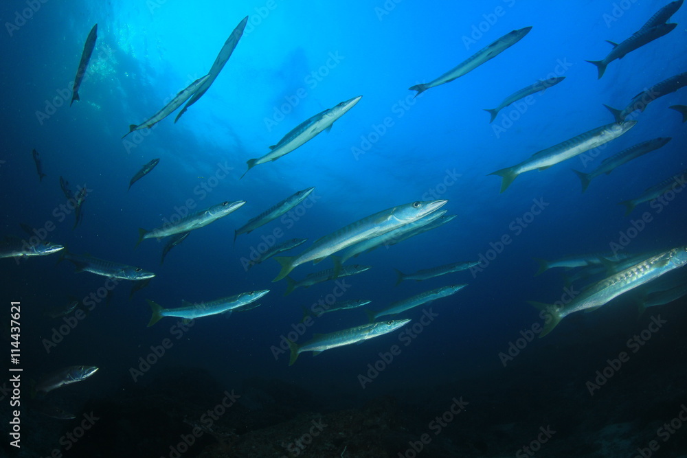 Barracuda fish school Barracuda fish school