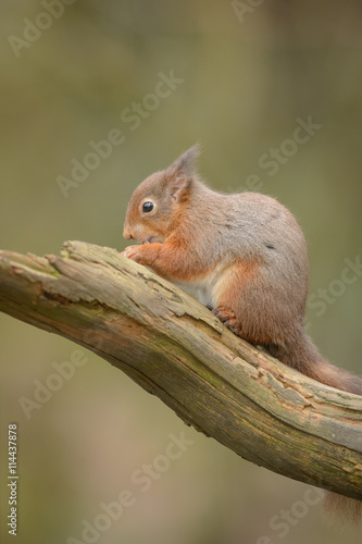Red Squirrel © andyastbury