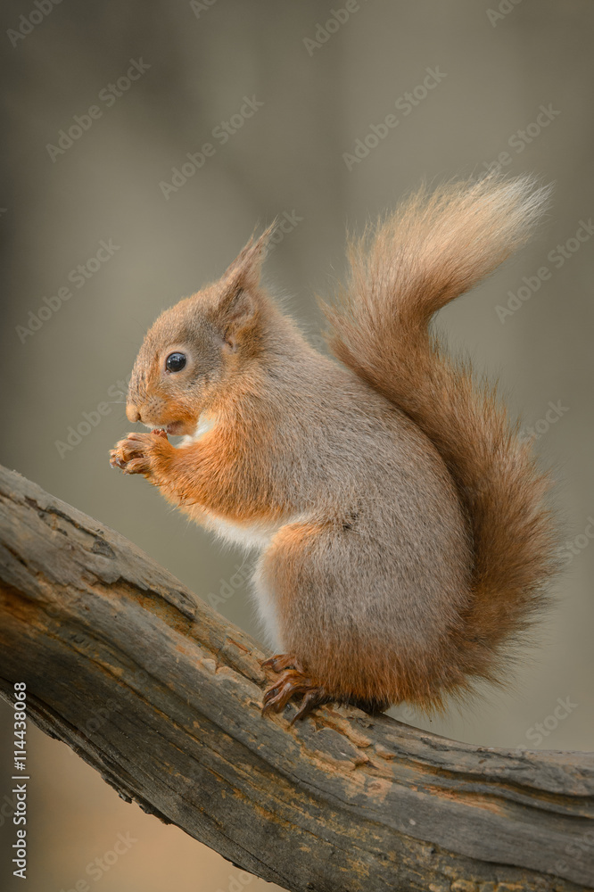 Red Squirrel Red Squirrel