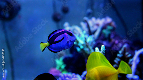 Real Finding Dory photo