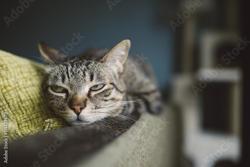 Portrait of tabby cat snoozing on the backrest of a couch