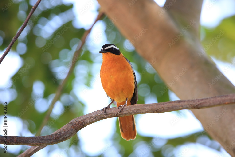 White-browed robin-chat (Cossypha heuglini) in Queen Elizabeth National Park, Uganda
White-browed robin-chat (Cossypha heuglini) in Queen Elizabeth National Park, Uganda