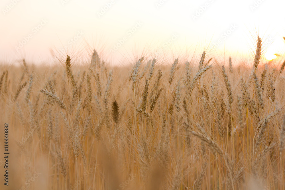 Ears of golden wheat on the field close up. Beautiful Nature Sunset Landscape. Rural Scenery under Shining Sunlight. Rich harvest Concept Ears of golden wheat on the field close up. Beautiful Nature Sunset Landscape. Rural Scenery under Shining Sunlight. Rich harvest Concept