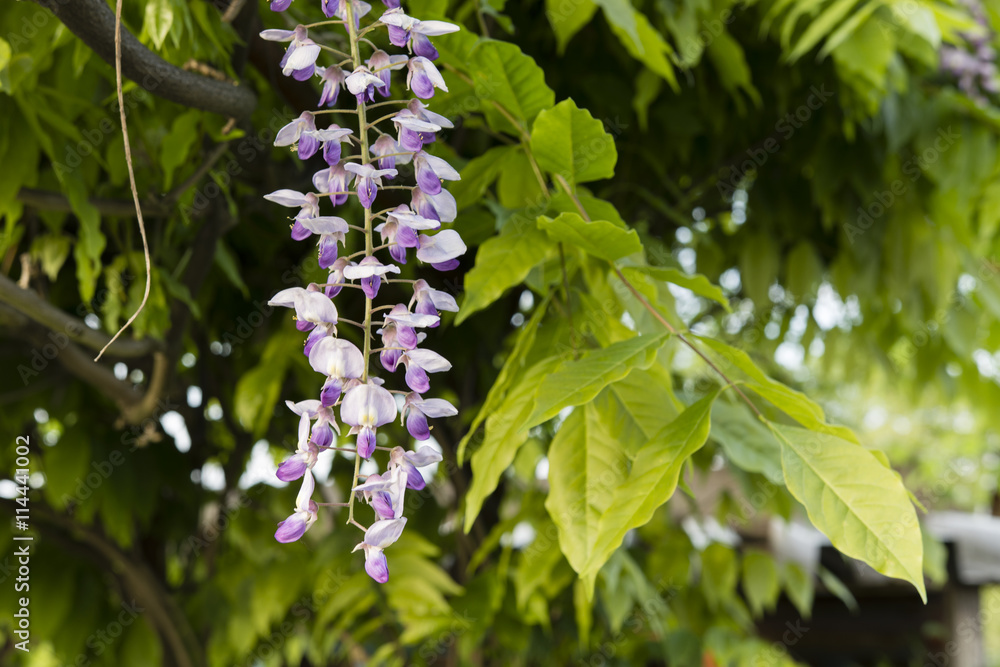 white and purple wisteria blooms white and purple wisteria blooms