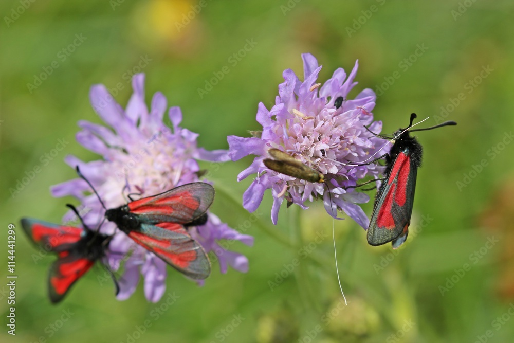 Langhornmotte (Nemophora metallica) und Thymianwidderchen ( Zygaena purpuralis) auf Acker-Witwenblume (Knautia arvensis) Langhornmotte (Nemophora metallica) und Thymianwidderchen ( Zygaena purpuralis) auf Acker-Witwenblume (Knautia arvensis)