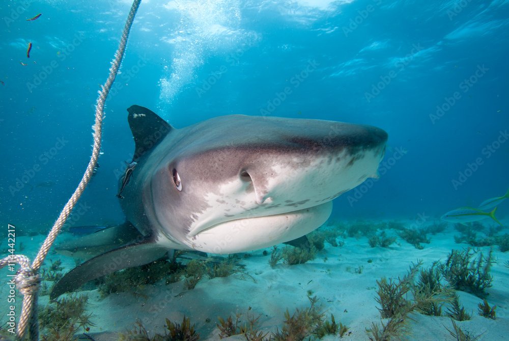 Fototapeta premium A close up of a tiger shark under boat.