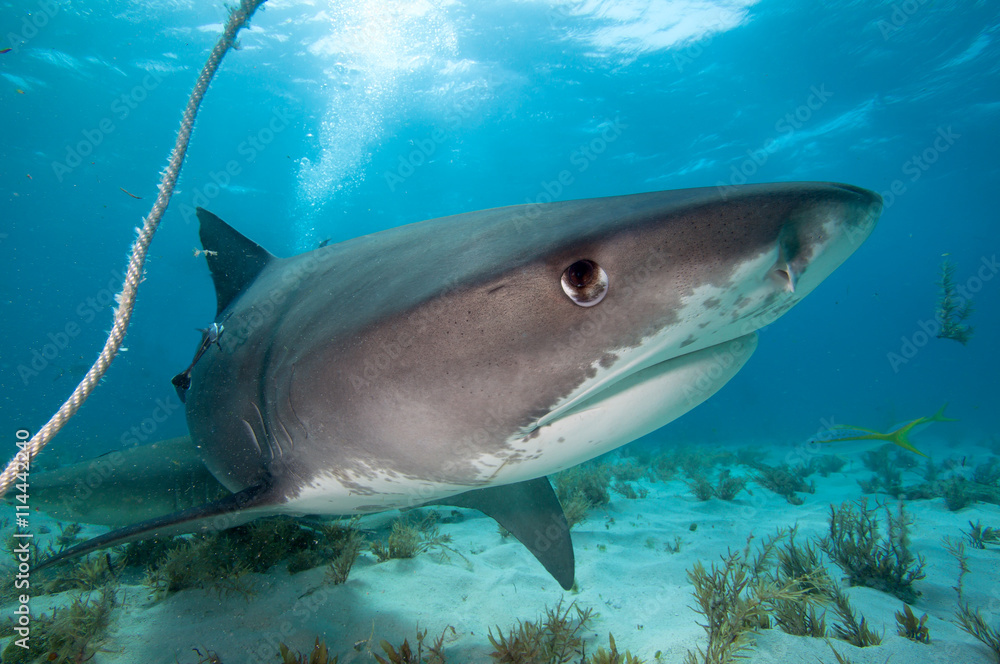 Fototapeta premium A close up of a tiger shark under boat.