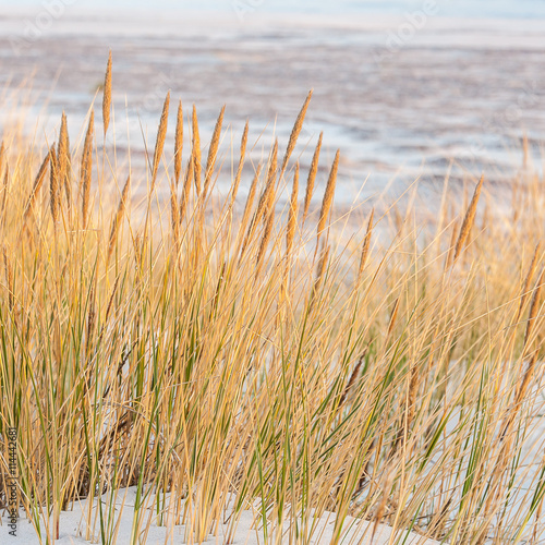 beautiful view of the coastal dunes