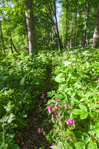 Red campion flowers at the footpath