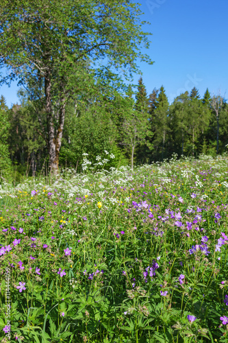 Summer meadow