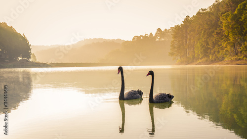 Fotografie, Obraz black swan In a ponds